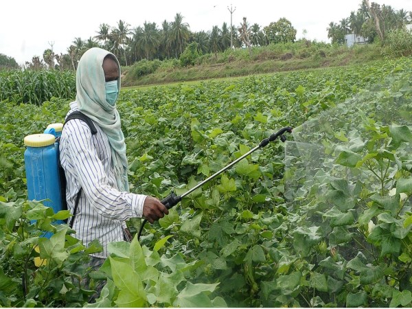 Do not forget to watch so many things when using pesticides