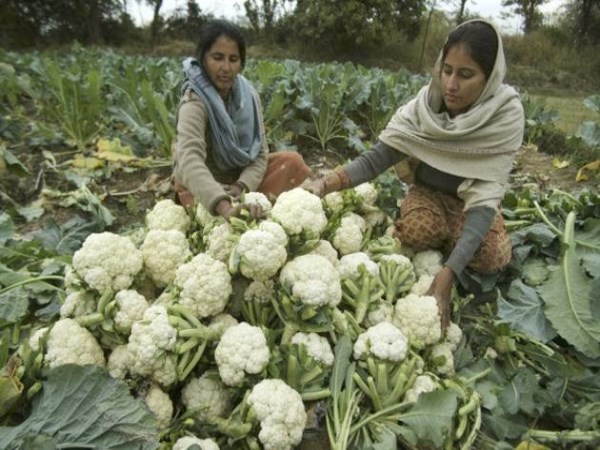 Cauliflower cultivation with high taste can be more profitable ...