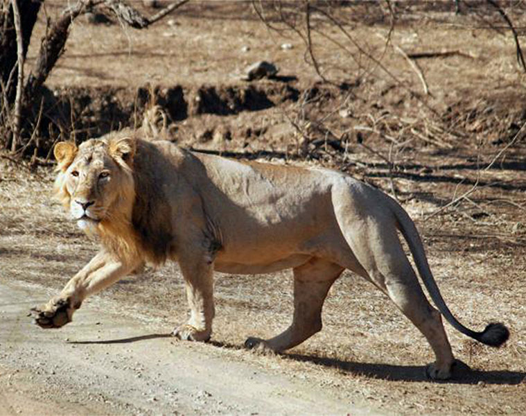 Lions face same threats as extinct Ice Age cats