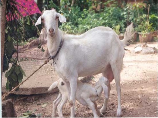 Here are the vitamins and vaccines needed for the breeding goats ...