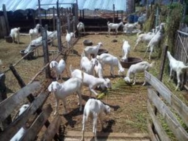 How many types of pasture are there in goat farming?