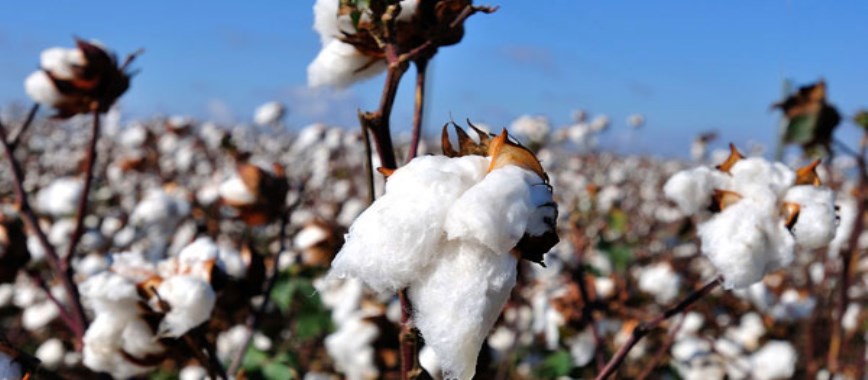 agricultural information-about-cotton