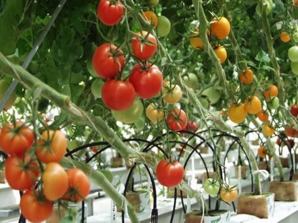 natural method of tomato cultivation