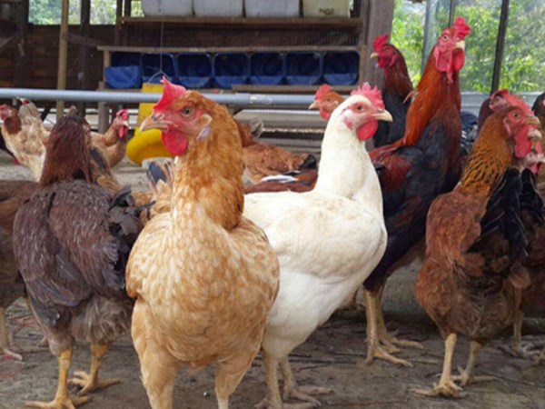 Do you know when to sell chickens?