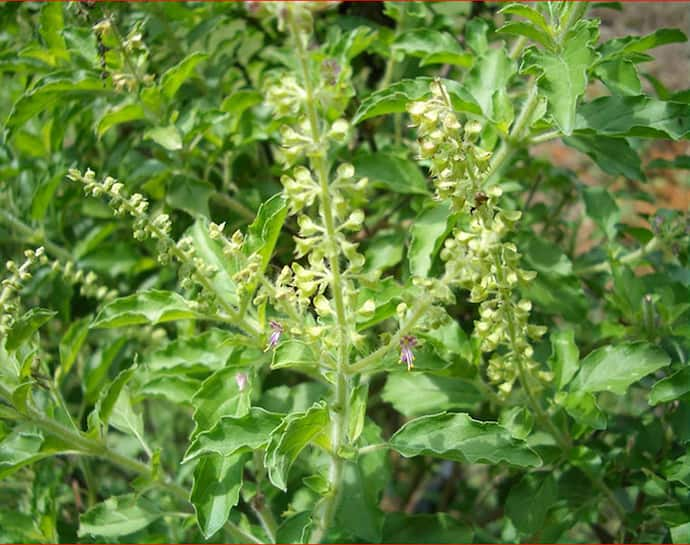 Tulsi Plant