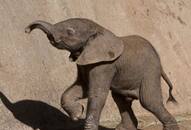 Endangered pygmy elephant shot dead in Borneo, revenge for destroying crops