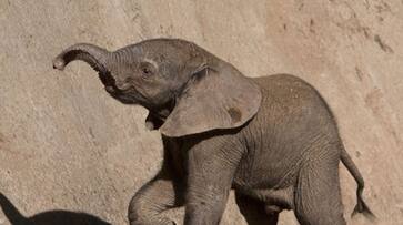 Endangered pygmy elephant shot dead in Borneo, revenge for destroying crops