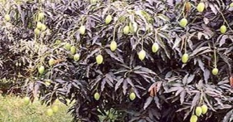 mango cultivation-a-variety-of-varieties-from-the-first