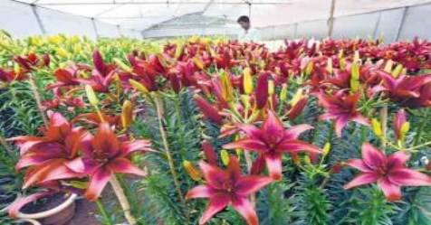 Can lily flower cultivation