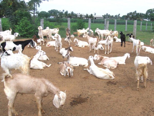 Growing up the goat in the combined farm will be an additional profit. How?