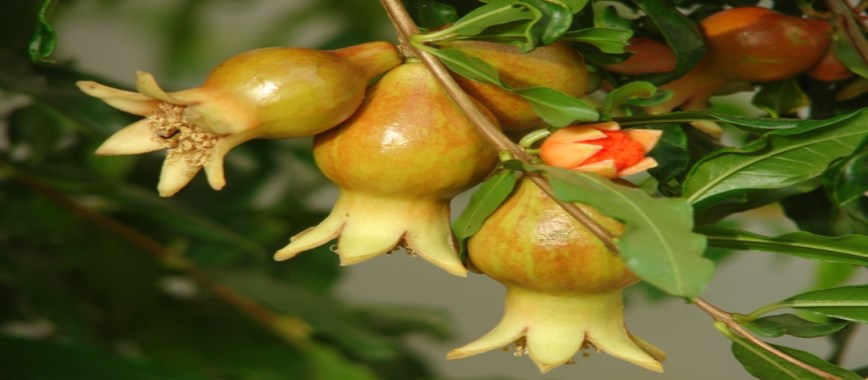 type courting-the-color-of-pomegranate-cakkap