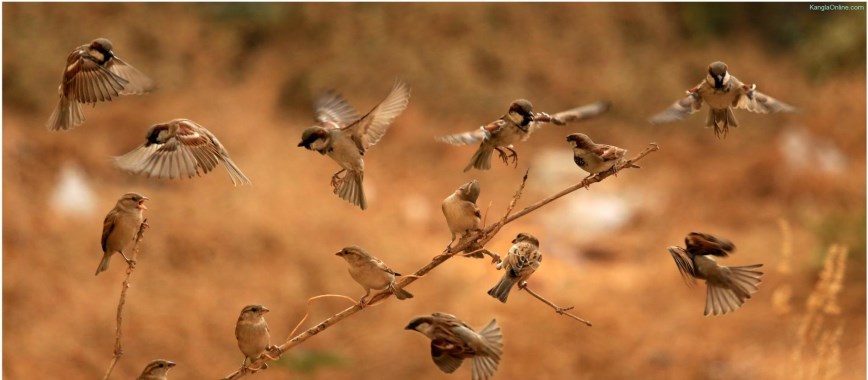 World Sparrow Day 2024: Know theme, important facts and how to celebrate the day  RBA