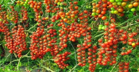 How to get high yield in tomato? Read this ...