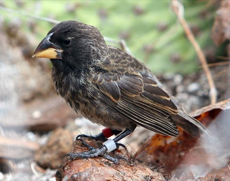 A New Bird Species Has Evolved on Galapagos And Scientists Watched It Happen