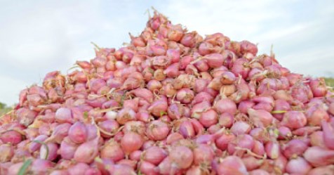 Selection of nursery in major onion seeds and maintenance methods ...