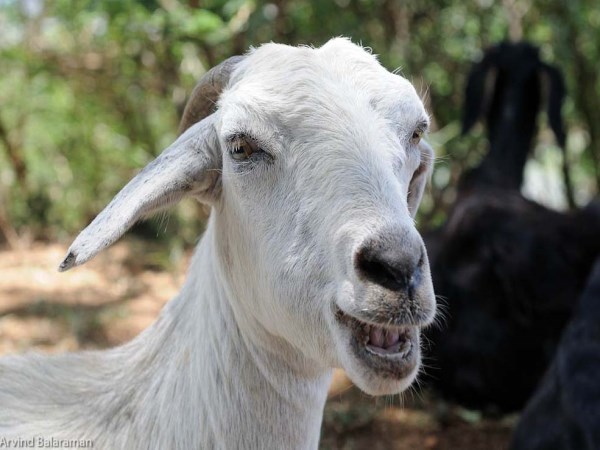 Do you know the best feeding trees for goats? The goats are very fond of ...