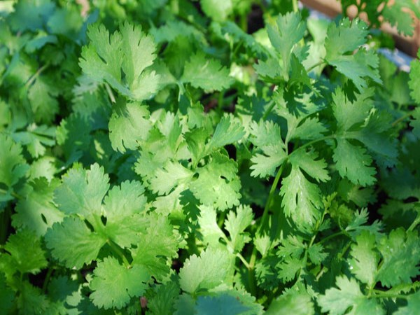 Coriander can also be profitable even in drip irrigation ...