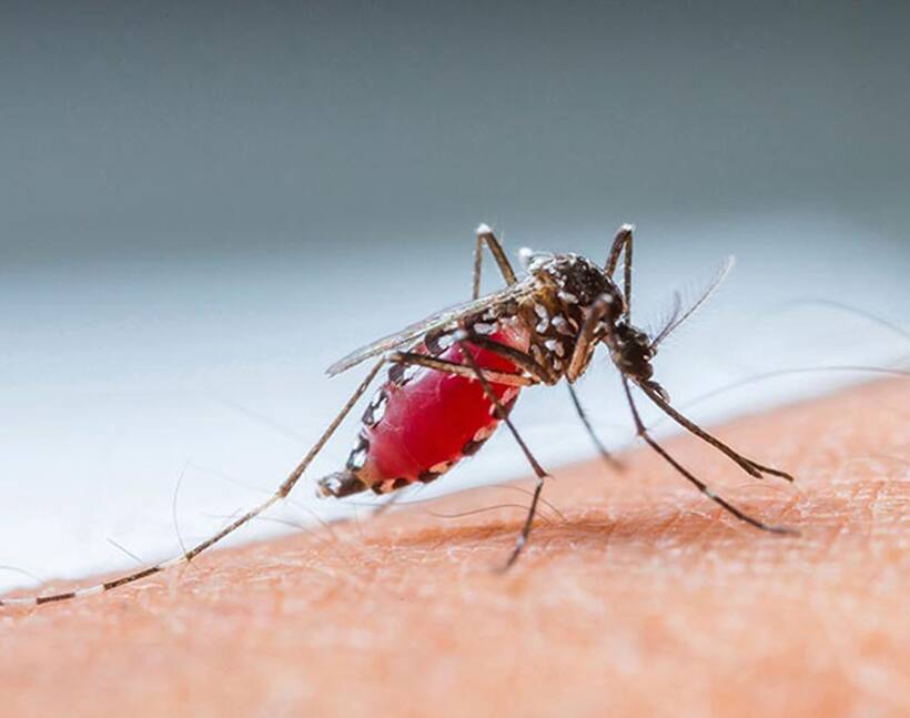 2 more dengue deaths in Coimbatore; total deaths now 16