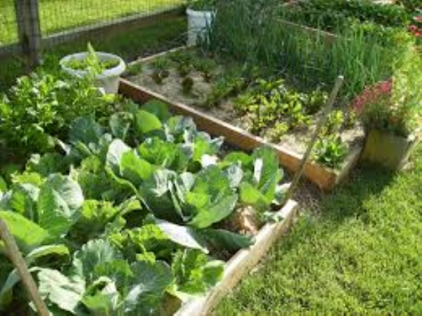 benefits for vegetable gardan 