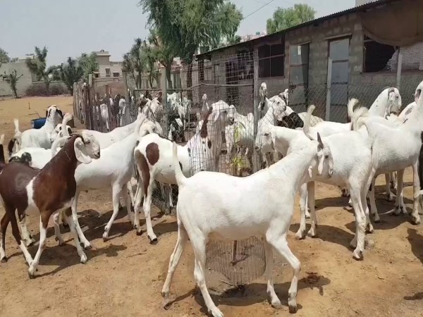 Goat farming Good feeding for meat production is good ...